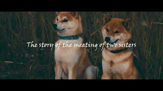 The story of the meeting of two sisters (Shiba inu)