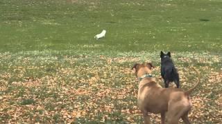 Cat Jumps Over Fence to Get Away from Dog