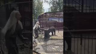 funny dance of bear with girl   #shorts #panda #bear #girl #girldancevideo  #hacks #hacker #love