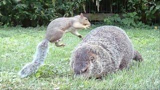 Squirrel springboards off huge groundhog!