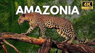 Los Animales Más Peligrosos de la Amazonia | Documental Completo