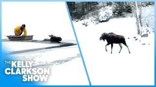 Brave New York First Responders Rescue Moose Stuck In Ice