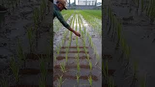 Pemupukan padi dengan kompos, Rice planting #pertanian