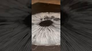 Mushroom Spore Print Bananza  #foraging #mushrooms #foraged #mushroom #flyagaric #fungi