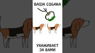 А вы знали почему собака лижет вас? #собака #авызналиэто #академияброкколи #шортс #животные