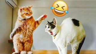 Best Cats and Dogs Videos  Funniest Animals 