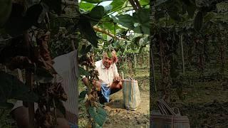 Fresh Parwal (Pointed Gourd) Harvesting #shorts #short #shortvideo