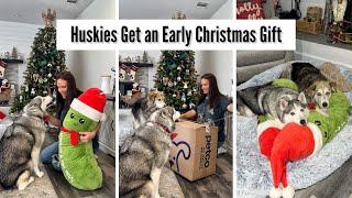 Huskies Get an Early Christmas Gift