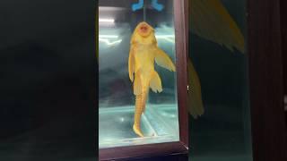 Watch this video before getting a Pleco