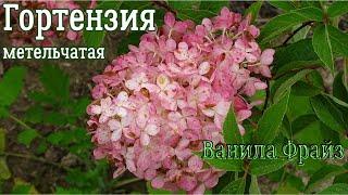 Гортензия метельчатая Ванила Фрайз / Hydrangea paniculata Vanille fraise