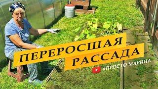 Посадка рассады кабачков в грунт. Переросшая рассада.