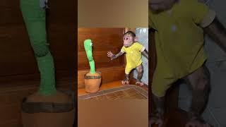 Baby monkey NANA is scared of cactus so funny #shorts #smartmonkey #Monkey #Monkeybaby #animals