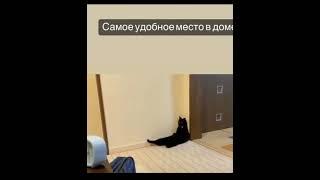 очень удобно#shrots#юмор#котики