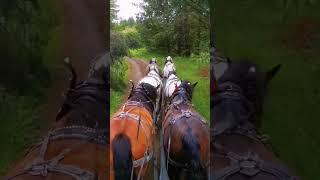 Riding in a carriage pulled by six horses along a forest path feels like stepping into a fairytale 