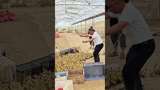 #duck #farmer #duckfarming #factory #animals #shorts
