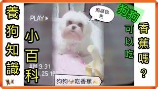 【養狗知識小百科】狗狗可以吃香蕉嗎？can dog eat banana?