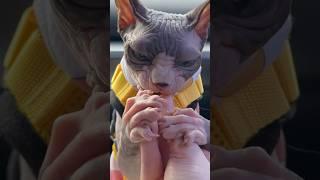 Time for the controversial eating an egg in the car  #sphynx #hairlesscats #cat #asmr #mukbang