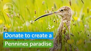 Donate today to create a Pennines paradise at RSPB Geltsdale | RSPB