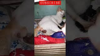 KUCING MELAHIRKAN  #kucing #melahirkan #shorts  #videoshort #shortvideo