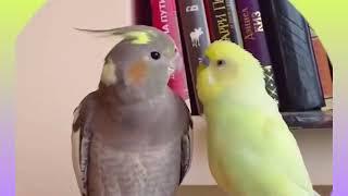 Fun Stuff to Do with a Budgie or Parakeet #birds #viral #parakeet #parrot #shorts