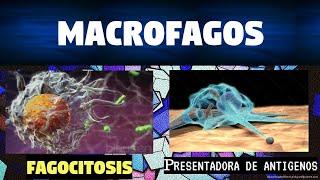LOS MACRÓFAGOS Y FAGOCITOSIS | FUNCIONES INMUNOLOGICAS |