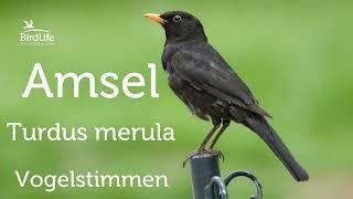 Vogelstimmen: So singt die Amsel