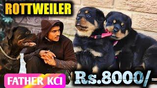 Roman line Rottweiler puppies for sale | Rs. 8000 only | Rottweiler in low price