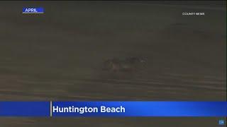 Family of girl attacked by coyote in Huntington Beach suing city,