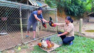 DAU & TU first caught chickens to sell in the commune. Install irrigation system. Forest Life