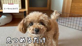 とーちゃんと絶妙な距離を保つララちゃん