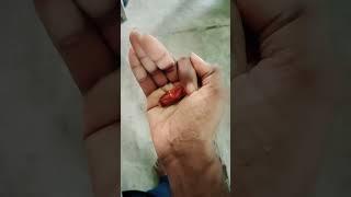 ASMR WARHEADS SOUR! TAFFY CANDY (3 TROPICAL FLAVORS) AND EATING SOUNDS