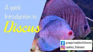 Episode 54: How to care for Discus, everything you need to know!