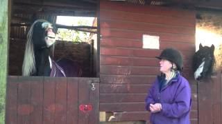 Denise Kersley's Traditional  Cob Stallions