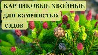 КАРЛИКОВЫЕ ХВОЙНЫЕ ДЛЯ АЛЬПИНАРИЯ и РОКАРИЯ. Dwarf conifers for rock gardens and rockeries.