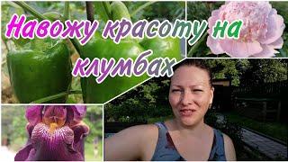 ИРИСЫ И ПИОНЫ ПОСЛЕ ЦВЕТЕНИЯ | ЧИЩУ КЛУМБЫ | МАЛЕНЬКИЙ ОБЗОР ОГОРОДА В КОНЦЕ ИЮНЯ