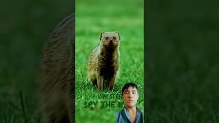 Snake Fight With Mongoose Very Tensed Wildlife Animal Video