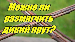  "ДИКАЯ" ЛОЗА  КАК РАЗМЯГЧИТЬ?  ПЛЕТЕНИЕ из ЛОЗЫ / WICKERWORK