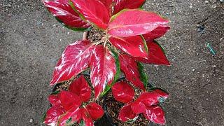 Aglaonema Plant Care - Tips for Growing Aglaonema