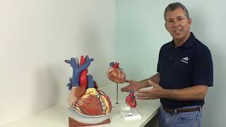 Anatomy Insights with Tim - Heart Models