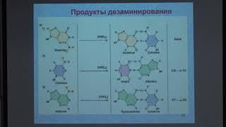 Зиновкина Л. А. - Молекулярная биология митохондрий - Репарация мтДНК