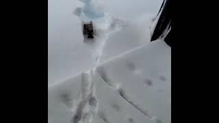 Dogs gets lost in huge snowfall