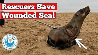 Rescuers Save Wounded Seal