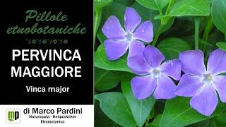 Pillola etnobotanica - Pervinca