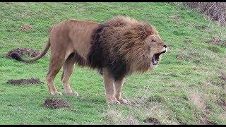 Lions Roaring Compilation (2)