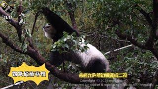 20241117 摘茄冬枝比妹妹霸氣的圓仔，姊就是要挑大枝的拔 The Giant Panda Yuan Zai