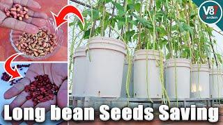 How to Grow Long Beans from Seed to Harvest in Reusable Soil | Seeds Saving