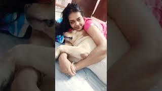 #short #pet#labredor.@pakhir basha