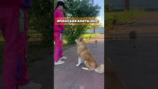 Различия двух акит в одном видео #акита #shorts 