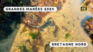 On pêche deux homards pendant les grandes marées ! Pêche à pied Bretagne - Côtes d’Armor