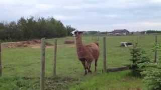 What noise does a llama make?